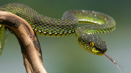 Green viper snake