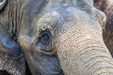 Obraz premium Close up of an elephant