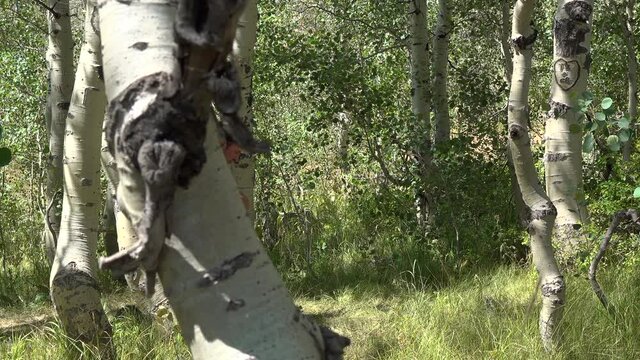 Man Kneeling and Praying in the Woods