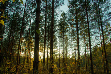 Finnish forest in the morning