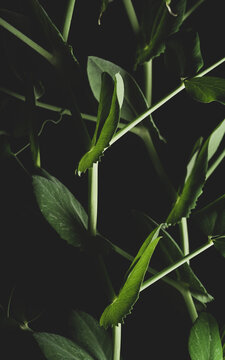 close up portrait  of a pea plant on black