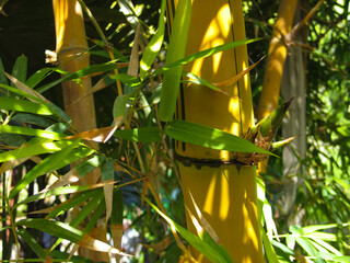 Yellow trunk of tropical plant bamboo and leaves