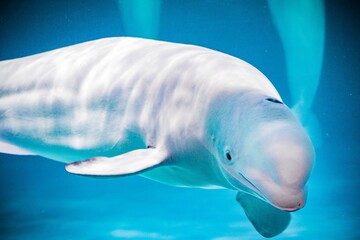 Fototapeta premium Aquarium