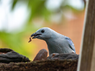 Aves Colombianas, Aves Sur América 