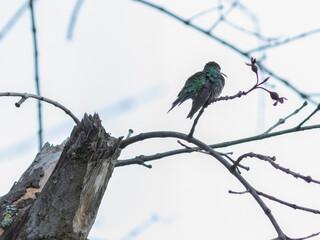 Aves Colombianas, Aves Sur América 