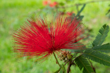 Fluffy red Calliandra or Spring flower