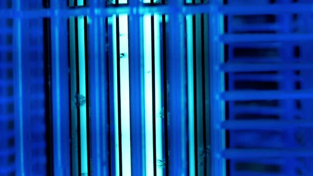 Panning view of the bright blue glowing UV lamp. Electric insect killer.