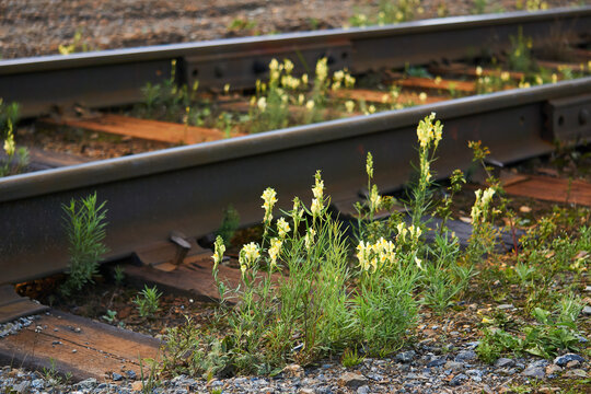 wild toadflax flowers grew between the sleepers on the railroad tracks