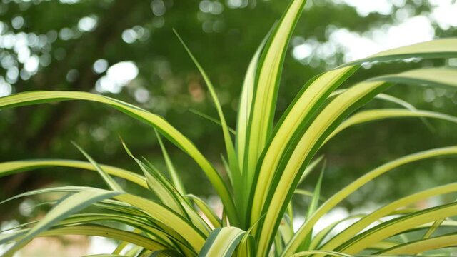 Panning view of the Chlorophytum Comosum, it also known as spider plant.