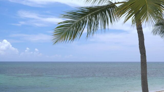 View on caribbean shore with coconut palm tree and turquoise sea. Travel destinations. Summer vacation