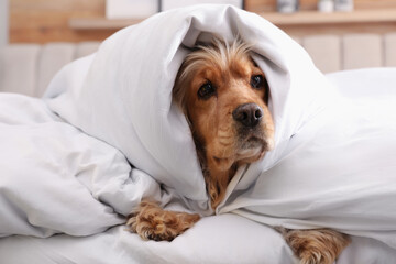 Cute English cocker spaniel covered with soft blanket on bed