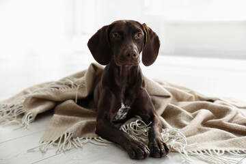 Adorable dog under plaid on floor indoors