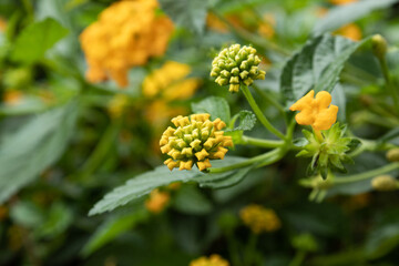 Small yellow flowers and buds of lantana camara