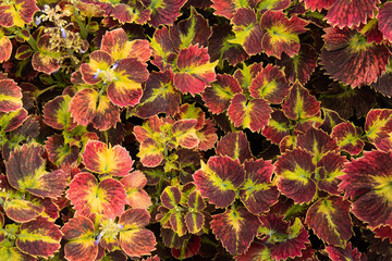 Texture with colorful coleus leaves