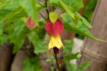 Small red abutilon flower or Chinese lantern flower
