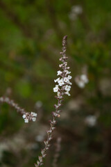 Small white flowers of lippia or 