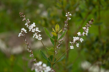 Small white flowers of lippia or 