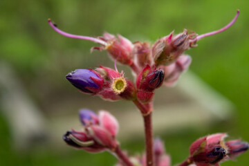 Pink branches with purple flower buds