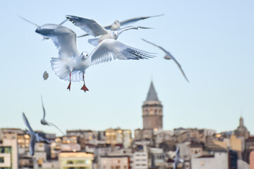 Group of wild seagulls, which flying against blue sky. Panoramic view of Famous tourist place Galata tower seem between old traditional buildings with seagulls  on the front, Istanbul, Turkey