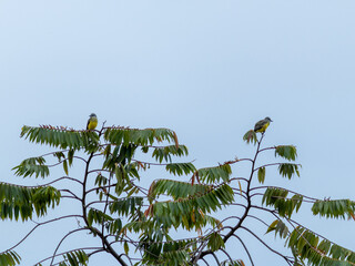 Aves Colombianas, Aves Sur América 