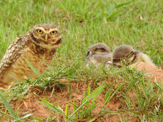 A burrowing owl, attentive, watching over its two sleeping cubs. Big yellow eyes wide.