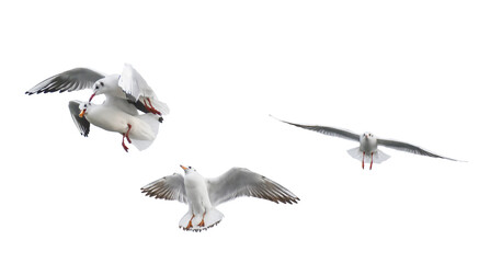 Group of Seagulls flying isolated on white background