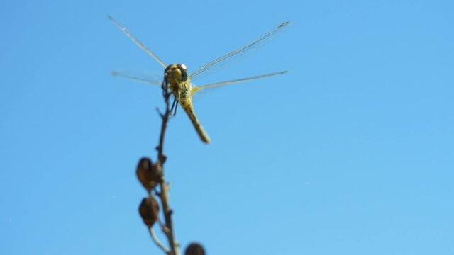 4k, Yellow,Green Dragon Fly flying and landing on a dried sap.shore