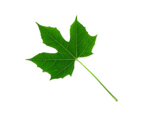 Chaya leaf (Cnidoscolus aconitifolius) Isolated on white background. Commonly known as chaya or tree spinach, a popular leaf vegetable in Mexican and Central American cuisines.