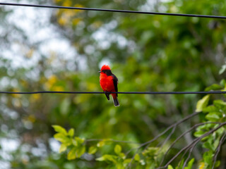 Aves Colombianas, Aves Sur América 