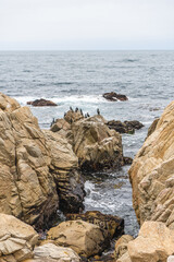 Sea Birds Standing on Rock in 17 Miles Monterey California