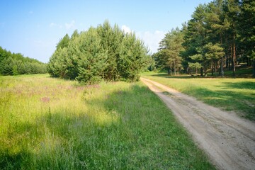 Sunny summer day, road in the woods, road between trees.