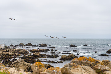 Pelicans flying over sea