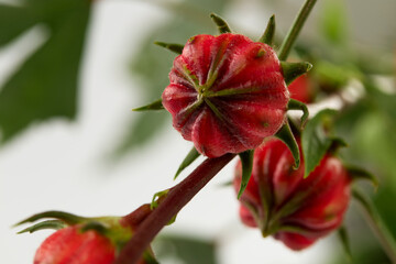 Close up Hibiscus sabdariffa red or roselle fruit on white background
