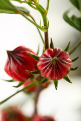Close up Hibiscus sabdariffa red or roselle fruit on white background