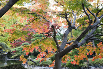 紅葉 もみじ グラデーション 和風 日本庭園