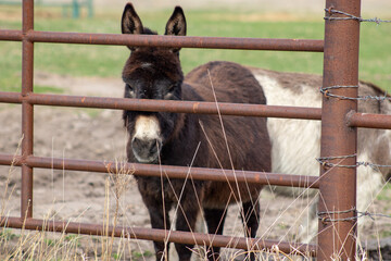 A group of brown donkey standing next to a wire fence