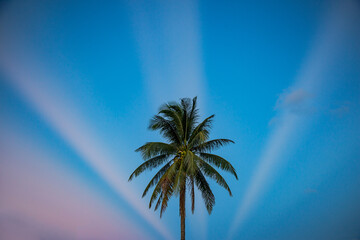 Palm Tree with Sun Rays