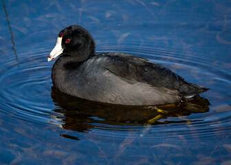 Black and White bird in the water