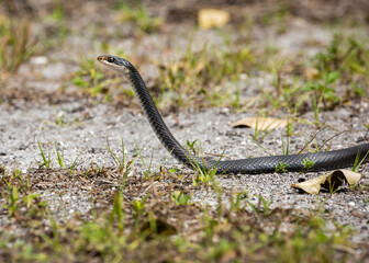 Snake standing in the grass