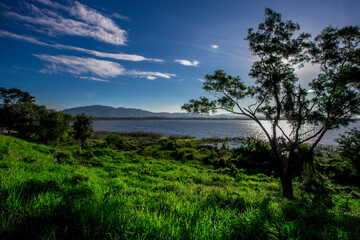 Fototapeta premium Close-up natural background of the morning scenery with the sun's rays hitting the water surface, the grassy trees on the edge of the reservoir, and the blurred wind, cool during the trip.