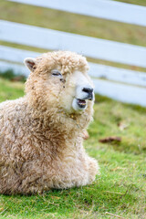 Funny face, white sheep laying in a grass pasture making funny faces

