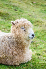 Fototapeta premium Funny face, white sheep laying in a grass pasture making funny faces 