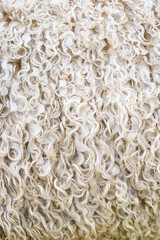 Closeup of the white woolly, curly coat of a sheep, as a textured nature background
