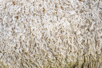 Closeup of the white woolly, curly coat of a sheep, as a textured nature background

