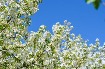 Flora in the Montreal Botanical Gardens