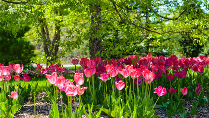 Flora in the Montreal Botanical Gardens