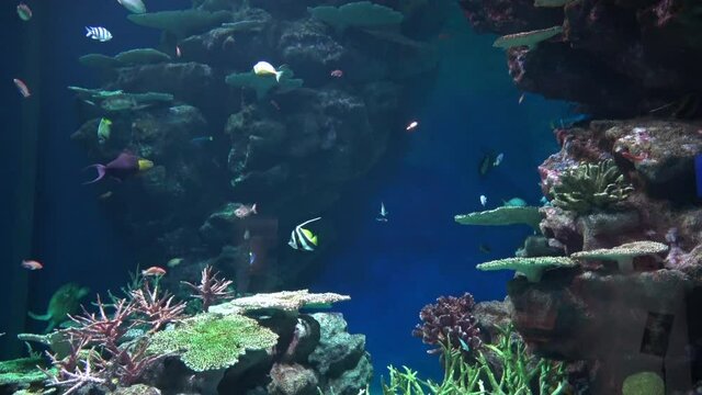 Colorful tropical fish swimming in the aquarium. 4K