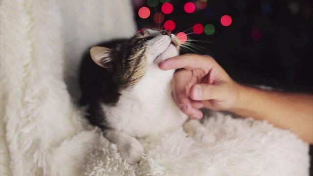 Christmas cat. animal and Christmas decorations. the owner strokes the cat