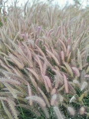 Grass flowers