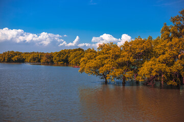 Fototapeta premium Close-up natural background of the morning scenery with the sun's rays hitting the water surface, the grassy trees on the edge of the reservoir, and the blurred wind, cool during the trip.